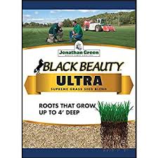 Shade, Pests, Drought: Black Beauty Grass Seed Solutions